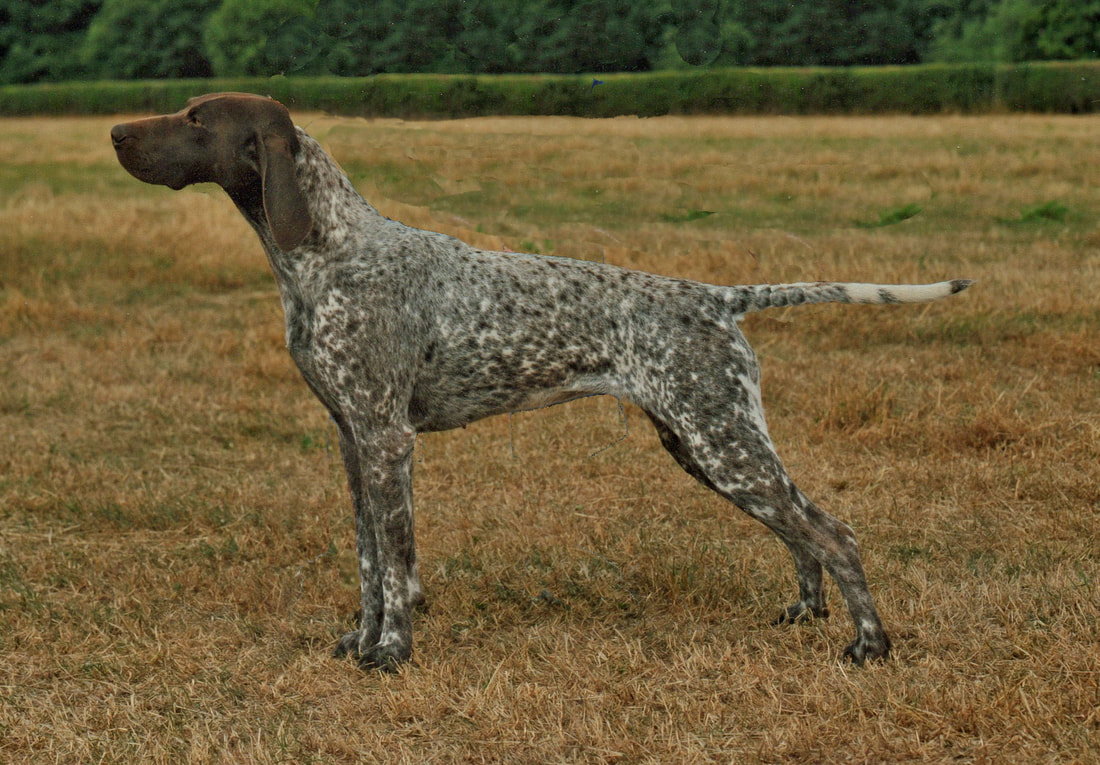About The Gsp Barleyarch German Shorthaired Pointers